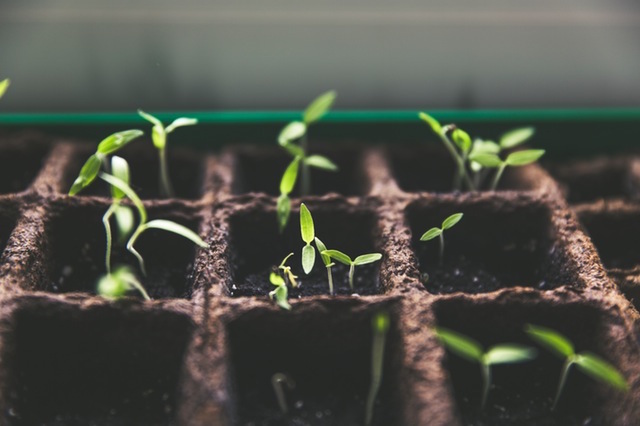 businesses grow like small plants