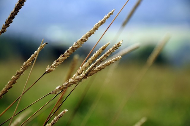 Wheat field you reap what you sow