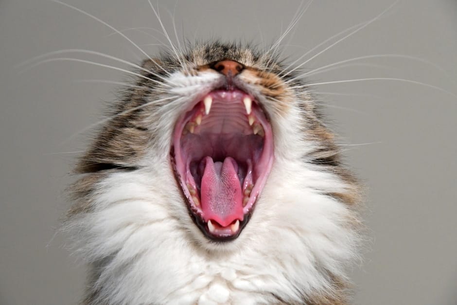 Cat Yawn Boring Yawning