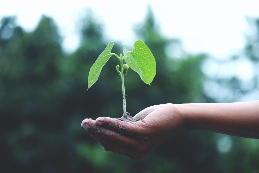 Being Sustainable Business World Plant Hand