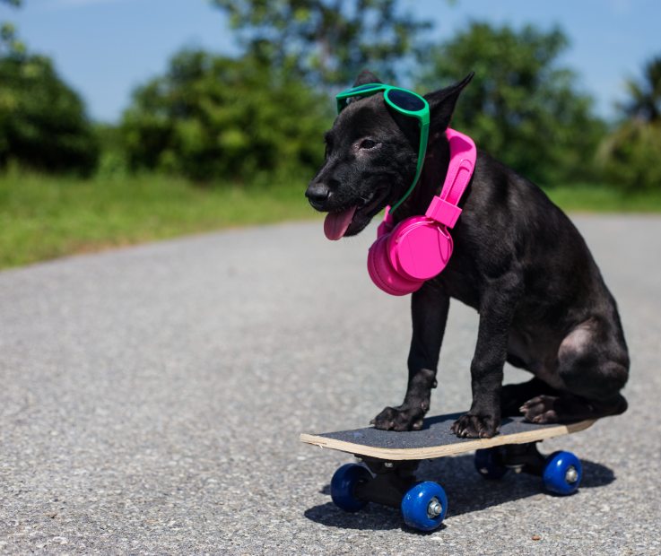 Have Sense of Humor Dog Puppy Skateboard Sunglasses Headphones