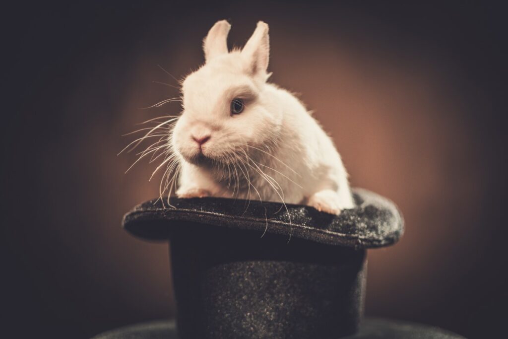 Rabbit out of a black hat - Watch out for agencies practicing black hat SEO