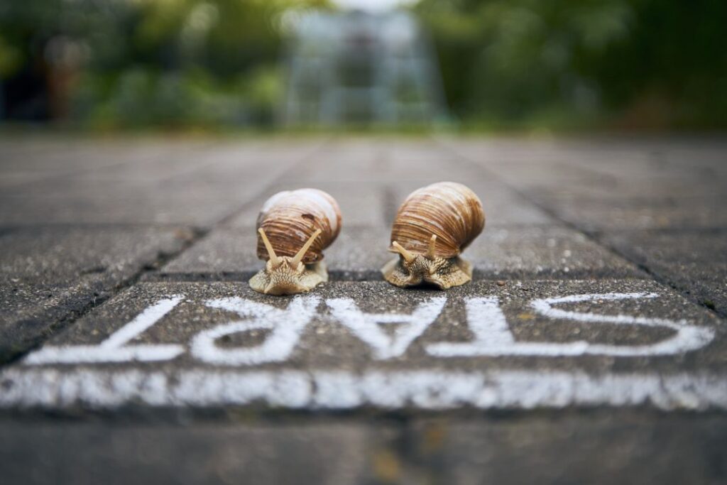 Snails at the starting line signifying the start of your journey